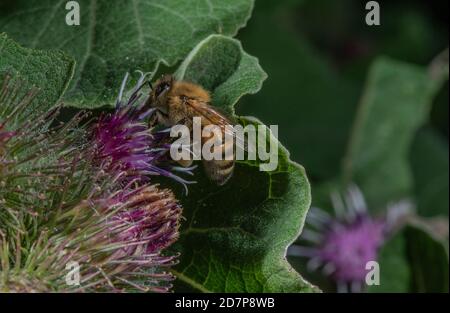 Honigbiene, APIs mellifera, Sammeln von Nektar und Pollen von Klettenblüten. Stockfoto