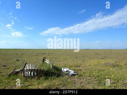 Rinderknochen auf dem Pampas-Grasland Provinz Buenos Aires, Argentinien Januar Stockfoto