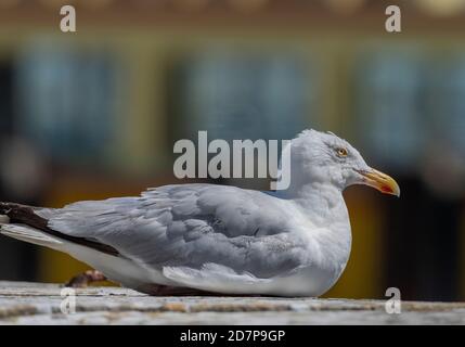 Europäische Heringsmöwe, Larus argentatus, sitzt auf dem Steg. Stockfoto