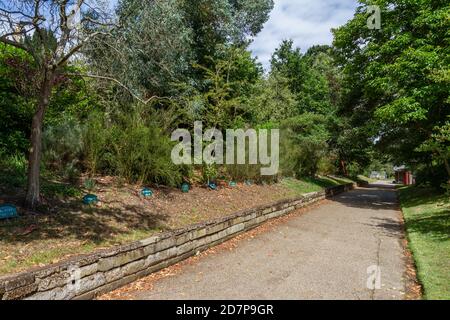 The Mayor's Walk of Memorial Trees gepflanzt von Bürgermeistern in Christchurch Park, Ipswich, Suffolk, Großbritannien. Stockfoto