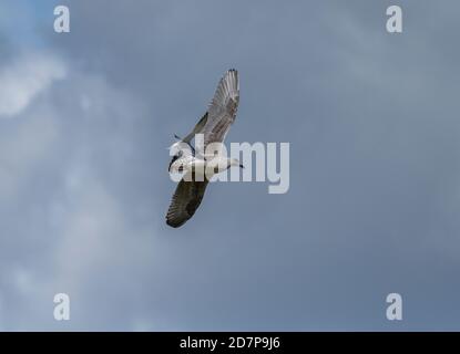 Seeschwalbe, Sterna hirundo, angreifende Jungmöwe, in der Nähe brütende Kolonie. Dorset. Stockfoto