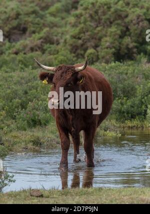 Rote Rinder grasen im New Forest, gehörnte Sussex Rasse, in der Nähe von Hatchet Pond, Hampshire. Stockfoto