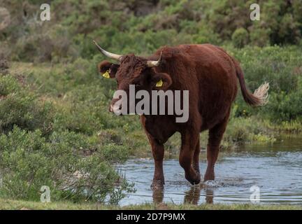 Rote Rinder grasen im New Forest, gehörnte Sussex Rasse, in der Nähe von Hatchet Pond, Hampshire. Stockfoto