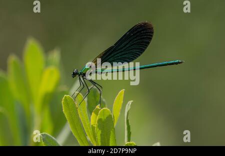 Männlich schöne Demoiselle damselfly, Calopteryx virgo, thront auf Moor Myrte am New Forest Stream, Hampshire. Stockfoto