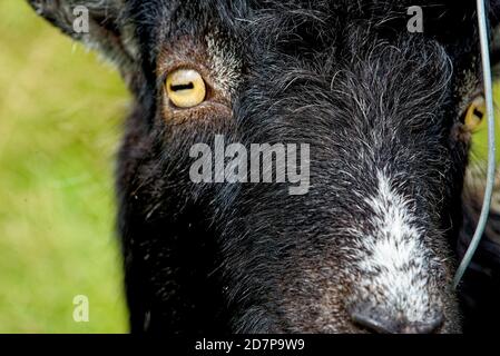 Wilde Ziegen im Galloway Forest Park, Dumfries und Galloway, Schottland, Vereinigtes Königreich Stockfoto