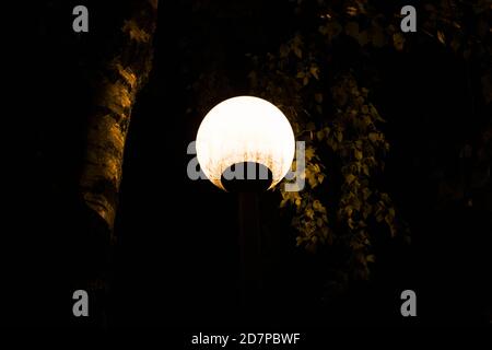 Laterne im Dunkeln beleuchtet Blätter des Baumes Stockfoto