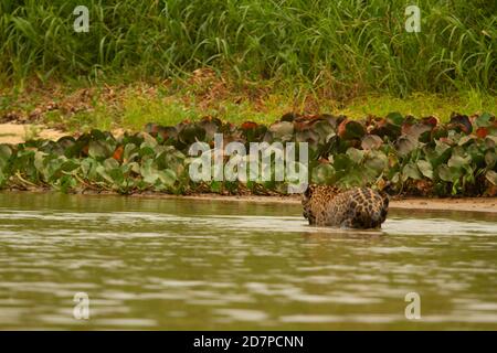 Die große Dürre des brasilianischen Pantanal 2020 Stockfoto
