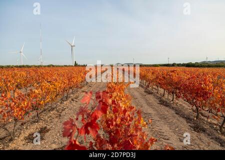 Weinberge mit herbstlich roten Blättern in der Region Campo de Borja, in der Nähe der kleinen Stadt Magallon, Aragon, Spanien. Stockfoto