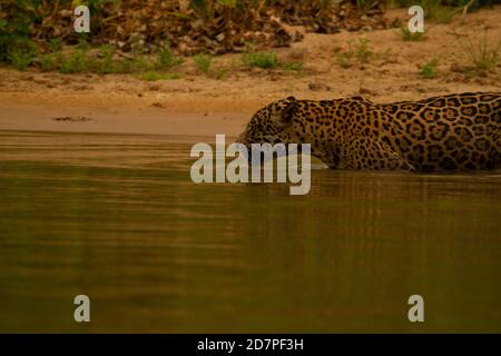 Die große Dürre des brasilianischen Pantanal 2020 Stockfoto