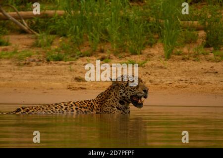 Die große Dürre des brasilianischen Pantanal 2020 Stockfoto