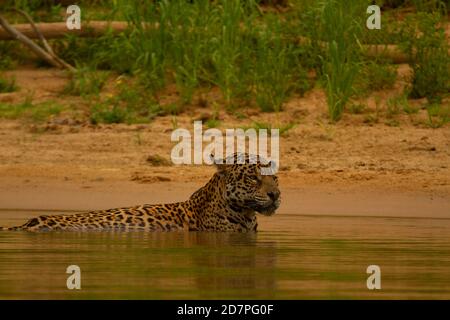 Die große Dürre des brasilianischen Pantanal 2020 Stockfoto