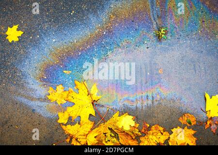 Ein Ölteppich auf dem Asphalt, in einer Pfütze aus schwebenden Ahornblättern Stockfoto