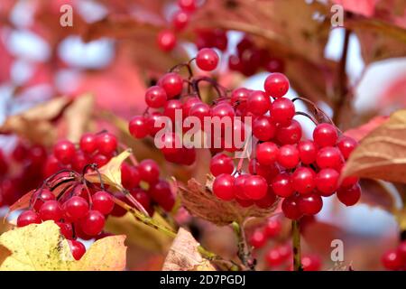 Roter Viburnum-Bund mit reifen Beeren hängt am Ast Vorne verwischen Herbst Hintergrund Nahaufnahme Stockfoto