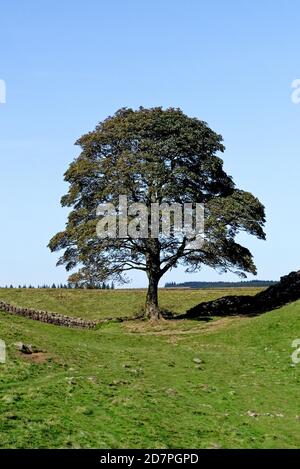 Hadrians Wand bei Sycamore Gap zwischen Housesteads und Steel Rigg. Der berühmte Sycamore Baum ist bekannt als Robin Hood's Tree, Northumberland, England Stockfoto