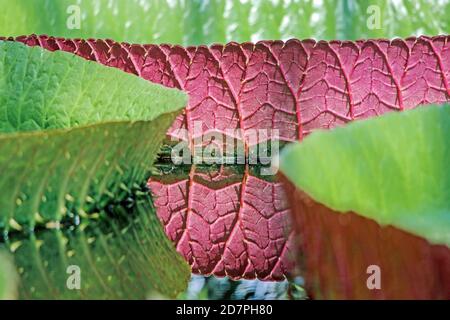 Victoria Lotuspflanze schwimmt im Wasser mit Reflexion Stockfoto