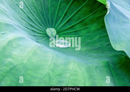 Nahaufnahme des Wassertropfens auf der grünen Lotuspflanze (Nelumbo nucifera) Blatt Stockfoto