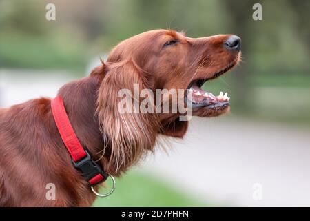 Der rot-irische Setter-Hund bellt an der Natur. Nahaufnahme des Haustieres. Stockfoto