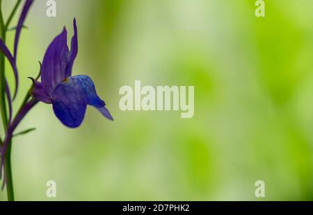 Nahaufnahme einer lila Blume Stockfoto
