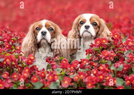 Zwei niedliche Cavalier König charles Spaniel Hunde sitzen im Freien zwischen schönen roten Sommerblumen. Portrait von Haustieren in der Natur.
