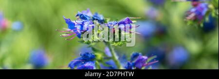 Nahaufnahme einer violetten und blauen Blume Stockfoto