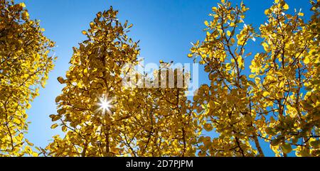 Strahlen des Sonnenlichts, die durch ein Baldachin von goldenem Fall scheinen aspen Bäume vor einem klaren blauen Himmel Hintergrund Stockfoto