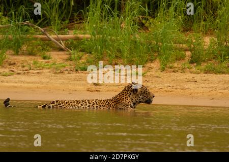 Die große Dürre des brasilianischen Pantanal 2020 Stockfoto
