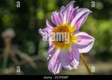 Weißfleckenkäfer (Oxythyrea funesta) Auf einer Dahlia unten im Garten Stockfoto