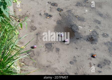 Lila Pflaumen fiel vom Baum auf den Asphalt in der Stadt Stockfoto