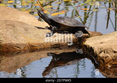 Australische Murray River Schildkröte, die sich sonnt Stockfoto