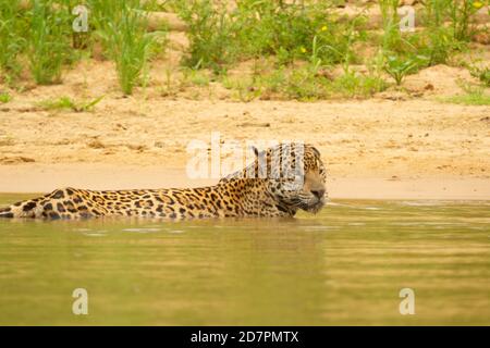 Die große Dürre des brasilianischen Pantanal 2020 Stockfoto