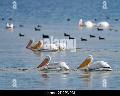 Amerikanische weiße Pelikane, Pelecanus erythrorhynchos, am Tule Lake, Kalifornien, USA Stockfoto