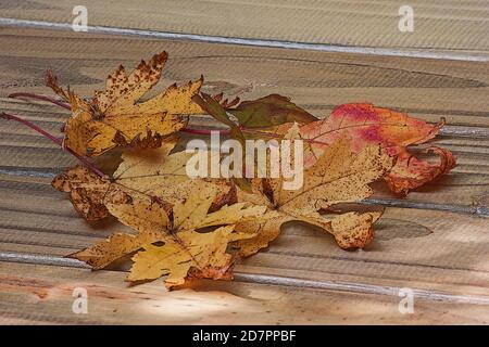 Herbst Blätter auf hölzernen Tisch Stockfoto