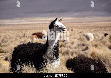 Freundliches Alpaka-Kaugras auf bolivianischem altiplano Stockfoto