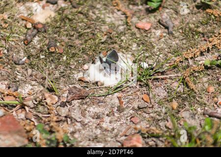 Kleiner Grauer Schmetterling Stockfoto