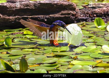 Azure Kingfisher Tauchen, um Fische zu fangen, aber verpaßt, einen zu ergatschen lily Pad statt Stockfoto