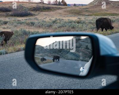 Amerikanische Büffel oder Bison, Bison Bison, im Theodore Roosevelt National Park, North Dakota, USA Stockfoto