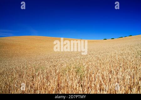 Weizenfeld unter blauem Himmel, sanfte Hügel, Saalekreis, Sachsen-Anhalt, Deutschland Stockfoto