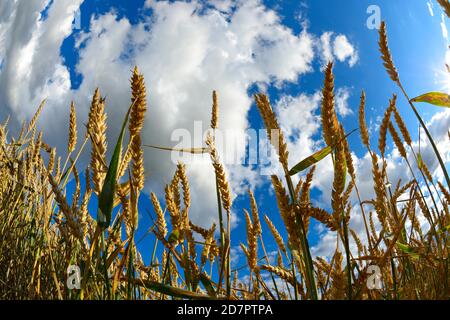 Weizenfeld unter einem blauen Himmel mit Wolken, Nahaufnahme, Froschperspektive Stockfoto