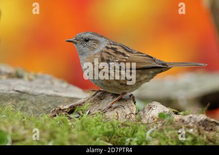 Dunnock (Prunella modularis) , sitzend auf einer Baumwurzel, Siegerland, Nordrhein-Westfalen, Deutschland Stockfoto