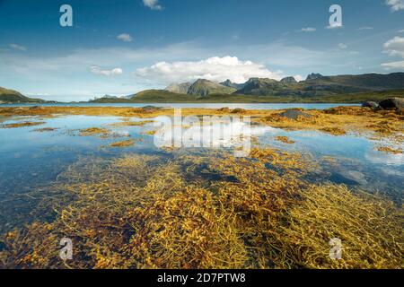 Gelbe Seetang, Seetang, Braunalgen-Blasenrack (Fucus vesiculosus) im Fjord bei Ebbe, hinter Berggipfeln, Lofoten, Nordland, Norwegen Stockfoto