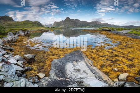 Fjordlandschaft bei Ebbe, gelbe Algen, Seetang, Braunalgen Blasenrack (Fucus vesiculosus), Bergmassiv im Meer reflektiert, Lofoten Stockfoto