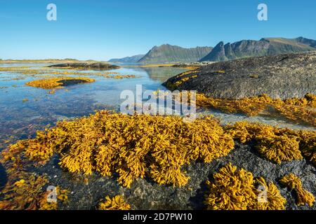 Flache Küstengewässer, sandiger Meeresboden mit Felsen, gelbe Algen, Seetang, Braunalgen-Blasenrack (Fucus vesiculosus) im Fjord bei Ebbe, dahinter Stockfoto