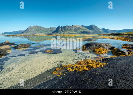 Flache Küstengewässer, sandiger Meeresboden mit Felsen, gelbe Algen, Seetang, Braunalgen-Blasenrack (Fucus vesiculosus) im Fjord bei Ebbe, dahinter Stockfoto