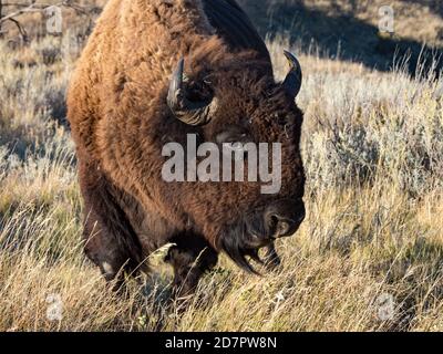 Amerikanische Büffel oder Bison, Bison Bison, im Theodore Roosevelt National Park, North Dakota, USA Stockfoto