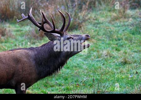 Röhrensender Rotwild (Cervus elaphus) während der Brunftzeit, Schleswig-Holstein, Deutschland Stockfoto
