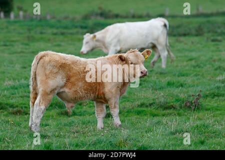 Charolais-Hausratten (Bos primigenius taurus), Stierkalb und Kuh auf einer Weide, Schleswig-Holstein, Deutschland Stockfoto