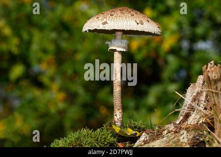 Sonnenpilz (Macrolepiota procera) auch Sonnenpilz oder Riesenschirm, Schleswig-Holstein, Deutschland Stockfoto