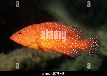 Vermillion Seebarsch (Cephalopholis miniata) Andamanensee, Mu Ko Similan Nationalpark, Similan Inseln, Phang Nga Provinz, Thailand Stockfoto