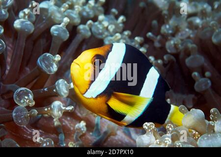 Clarks Anemonefisch (Amphiprion clarkii) in Wirtsanemon, Bubble-Tip Anemon (Entacmaea quadricolor) Andamanensee, Mu Ko Similan Nationalpark Stockfoto