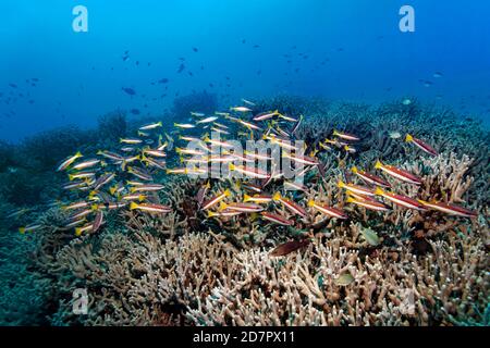 Zwei-Punkt-Snapper (Lutjanus biguttatus), Andaman See, Mu Ko Similan Nationalpark, Similan Inseln, Phang Nga Provinz, Thailand Stockfoto